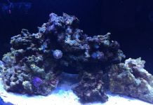 Turbo Snegl (Turbo fluctuosa) Turbo Snegl