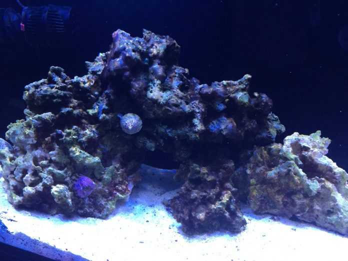 Turbo Snegl Turbo Snegl