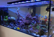 Koralrev i stuen? Få en god start på dit saltvandseventyr