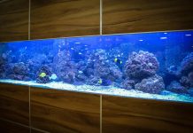 Saltvandsakvarie – Guide til køb og udstyr Indbygget akvarie