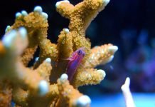 Akklimatisering af fisk og koraller Koral og fisk