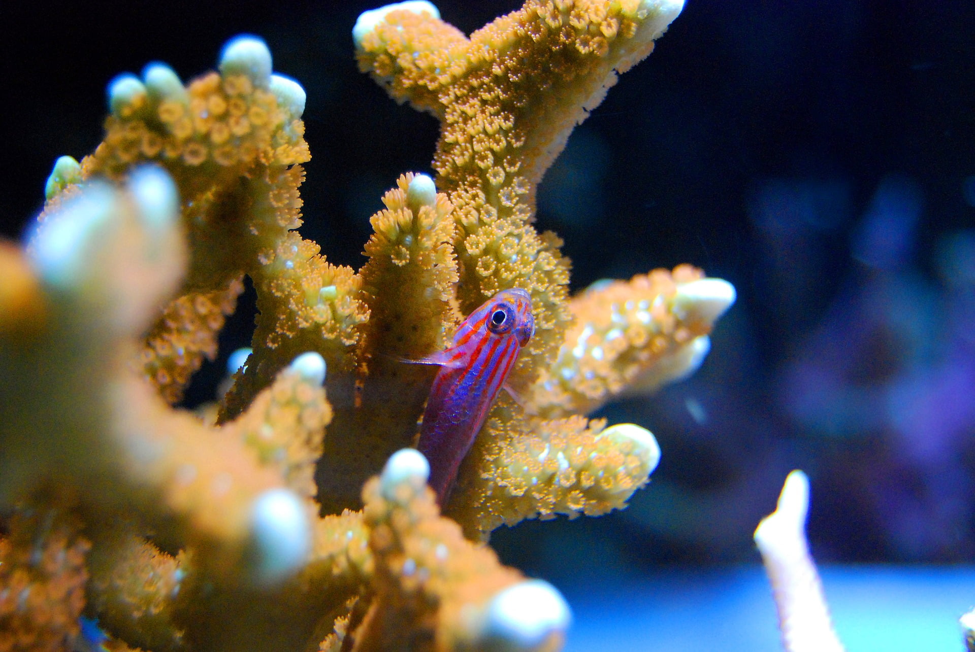 Akklimatisering af fisk og koraller Salt Blodet