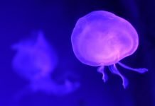 UV-filter til saltvandsakvarie UV Light