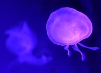 UV-filter til saltvandsakvarie UV Light